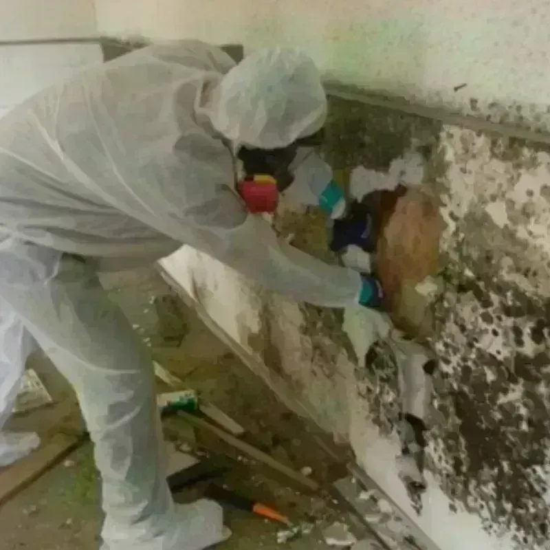 Mold Remediation and Removal in Reno, TX